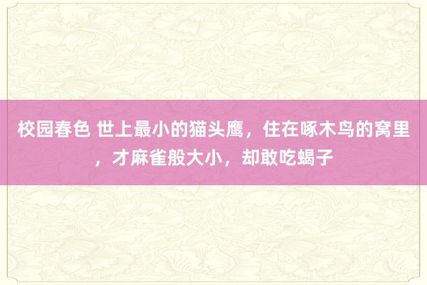 校园春色 世上最小的猫头鹰，住在啄木鸟的窝里，才麻雀般大小，却敢吃蝎子